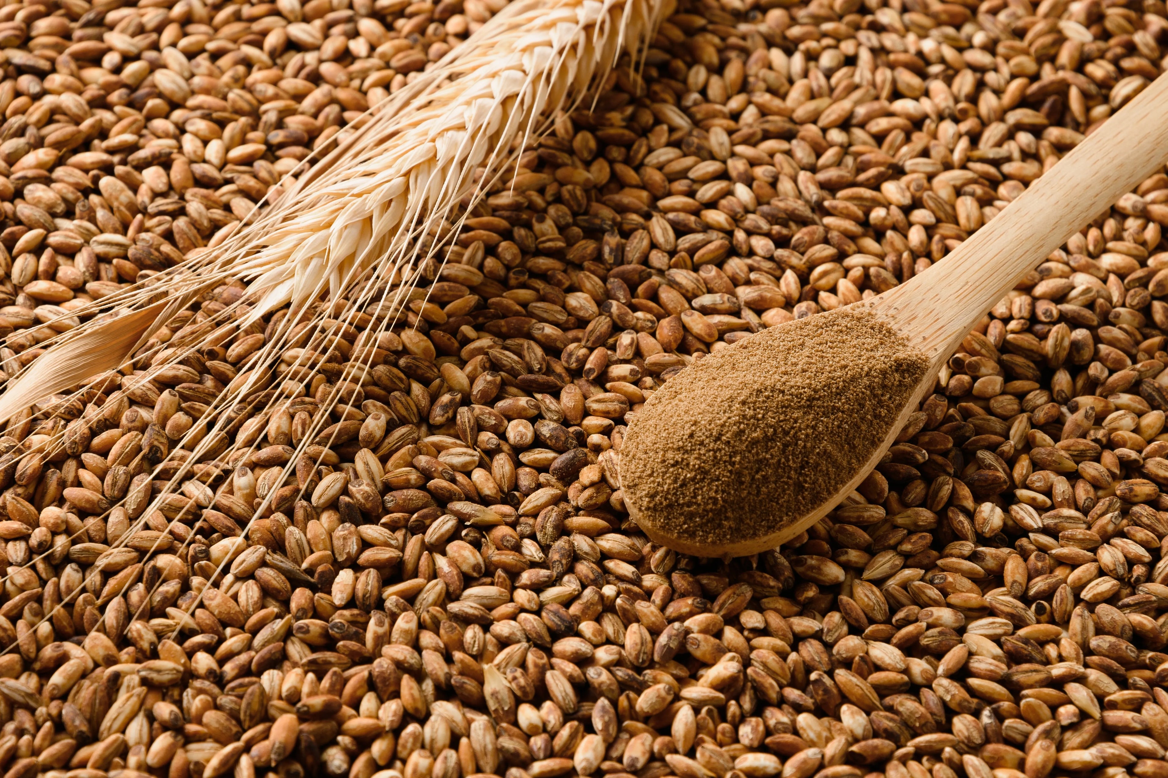 barley grains